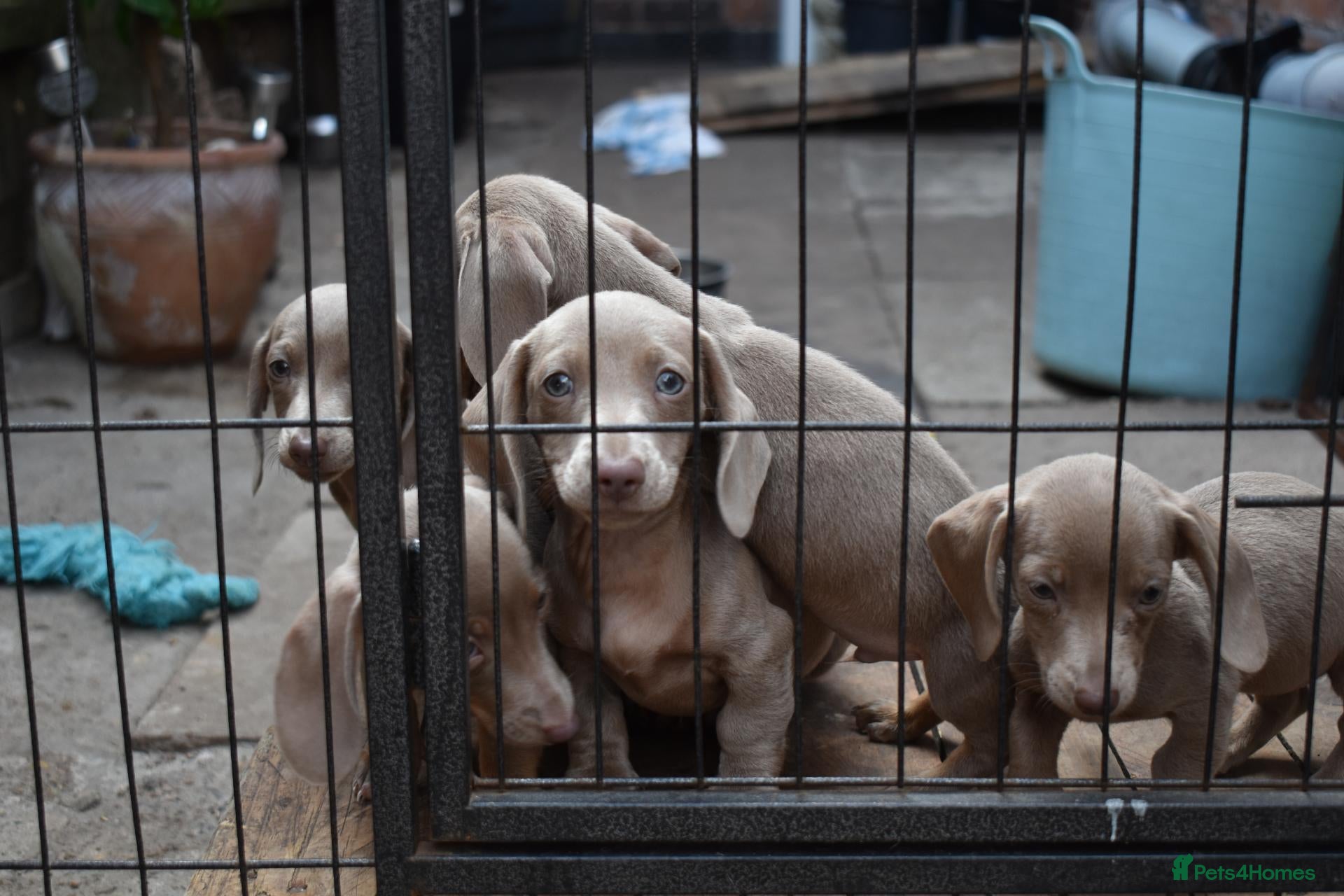 Miniature Dachshund dogs TRUE miniature dachsaund - Advert 1