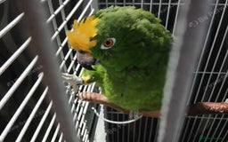 Parrots birds for sale: Yellow napp amazon - Image 4