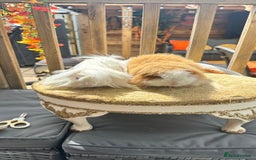 Guinea Pig rodents for sale: Swiss boar / Peruvian boar  in Wickford - Image 2