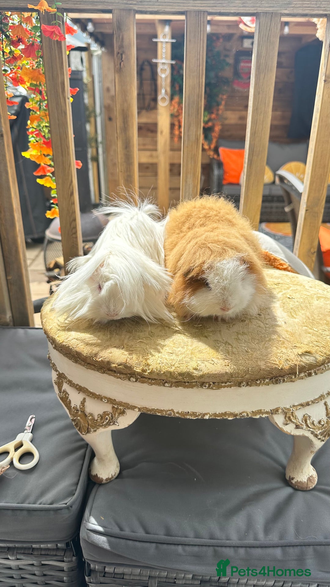 Guinea Pig rodents for sale: Swiss boar / Peruvian boar  in Wickford - Image 2