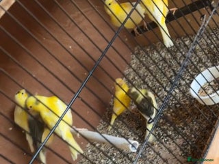 Canaries birds Variegated canaries - Advert 1