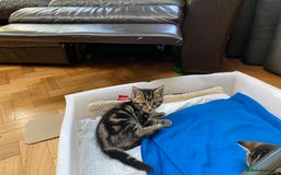 Domestic Shorthair cats for sale: 5 gorgeous little kittens looking for new homes - Image 7