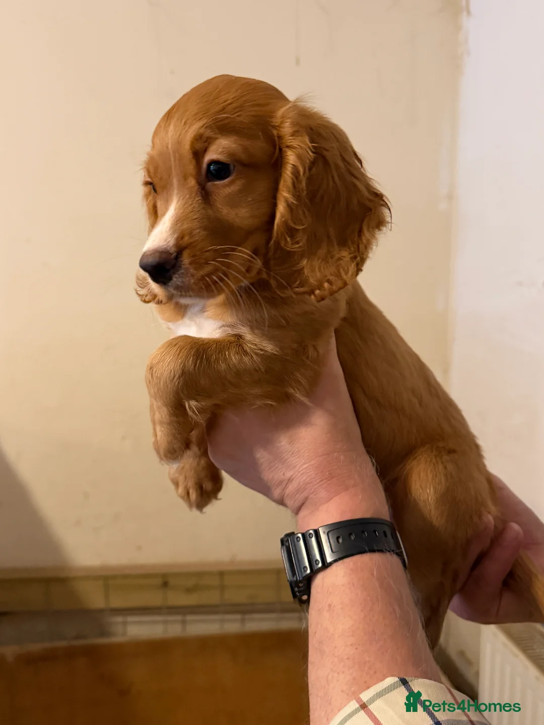 Cocker Spaniel dogs for sale: Working cocker spaniel puppies ready now! - Advert 12