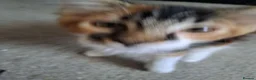 Maine Coon cats for sale: Maine Coon Kittens for Sale - Advert 31