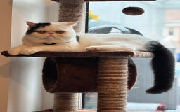 Exotic cats for sale: Exotic shorthair desperate to rehome - Image 1