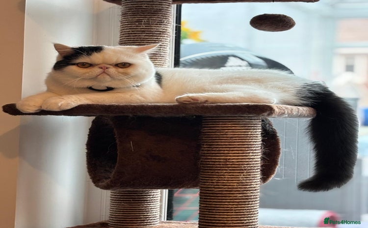 Exotic cats - Advert 1