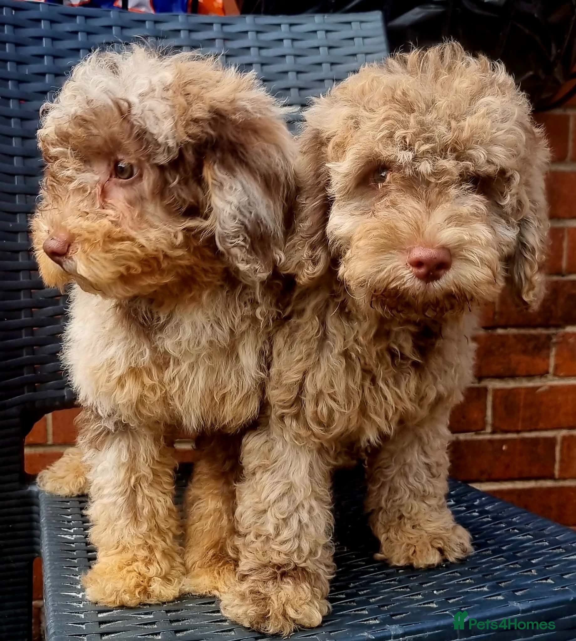 Cavapoo dogs Cavapoo puppies - Advert 16