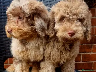 Cavapoo dogs Cavapoo puppies - Advert 3