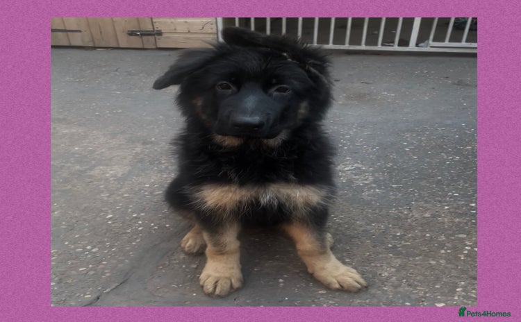 German Shepherd dogs - Advert 2