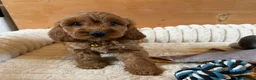 Cavapoo dogs for sale: F1 Cavapoo Puppies - Advert 5