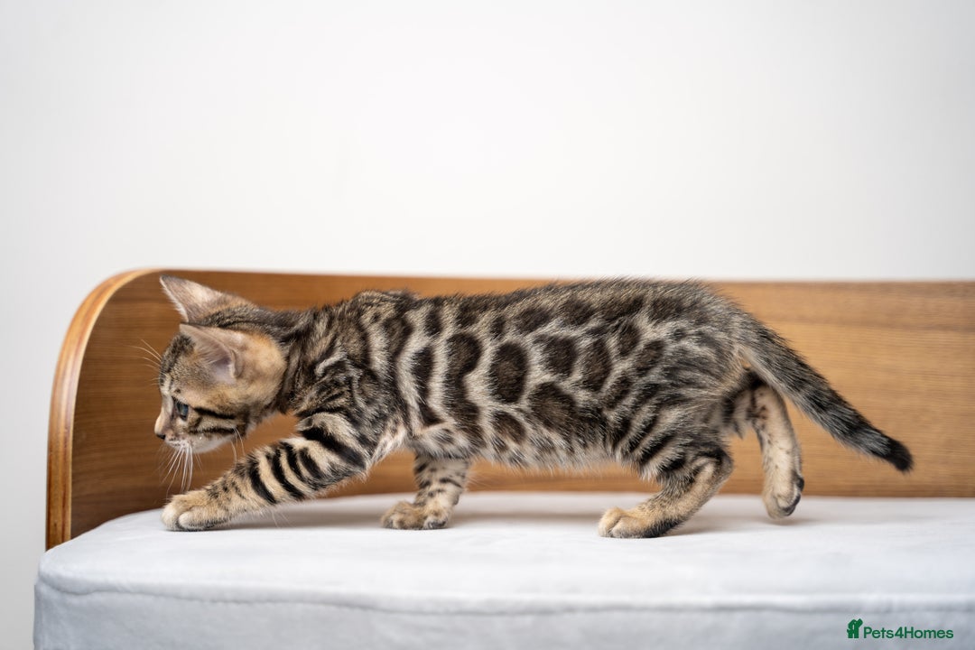 Bengal cats for sale: TICA-Certified Bengal Kittens, Show Quality - Image 22
