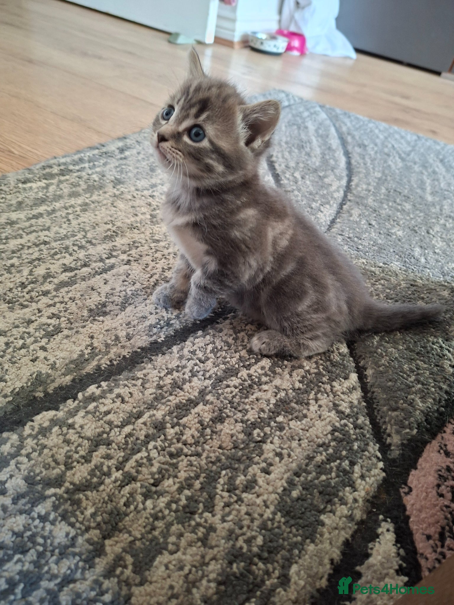 Mixed Breed cats 2 beautiful kittens for sale - Advert 1