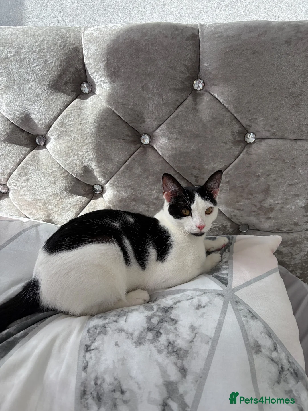 Domestic Shorthair cats for sale: Pretty Domestic short hair 8 month old kitten in London - Advert 2