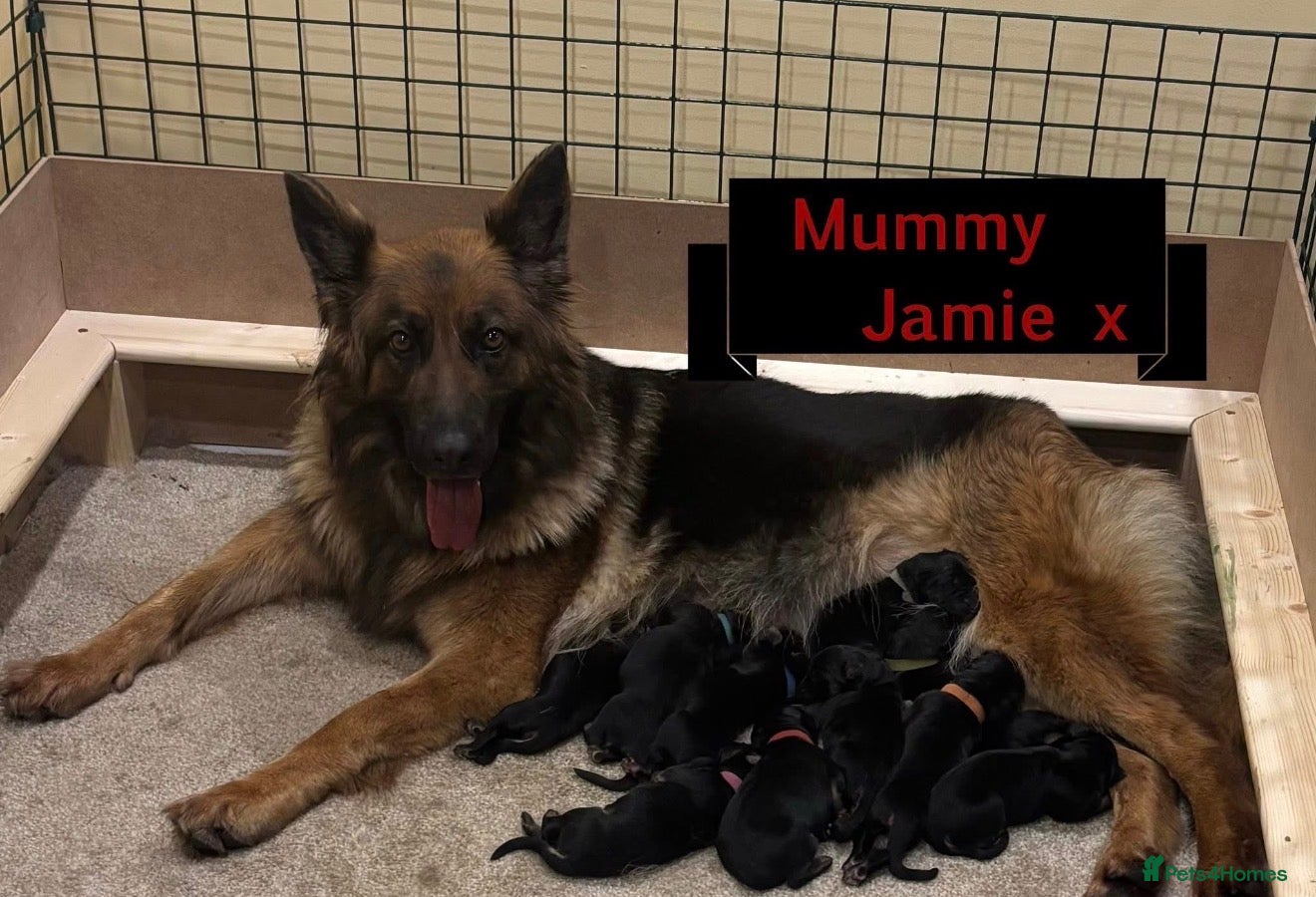 German Shepherd dogs KC reg German shepherd pups - Advert 5