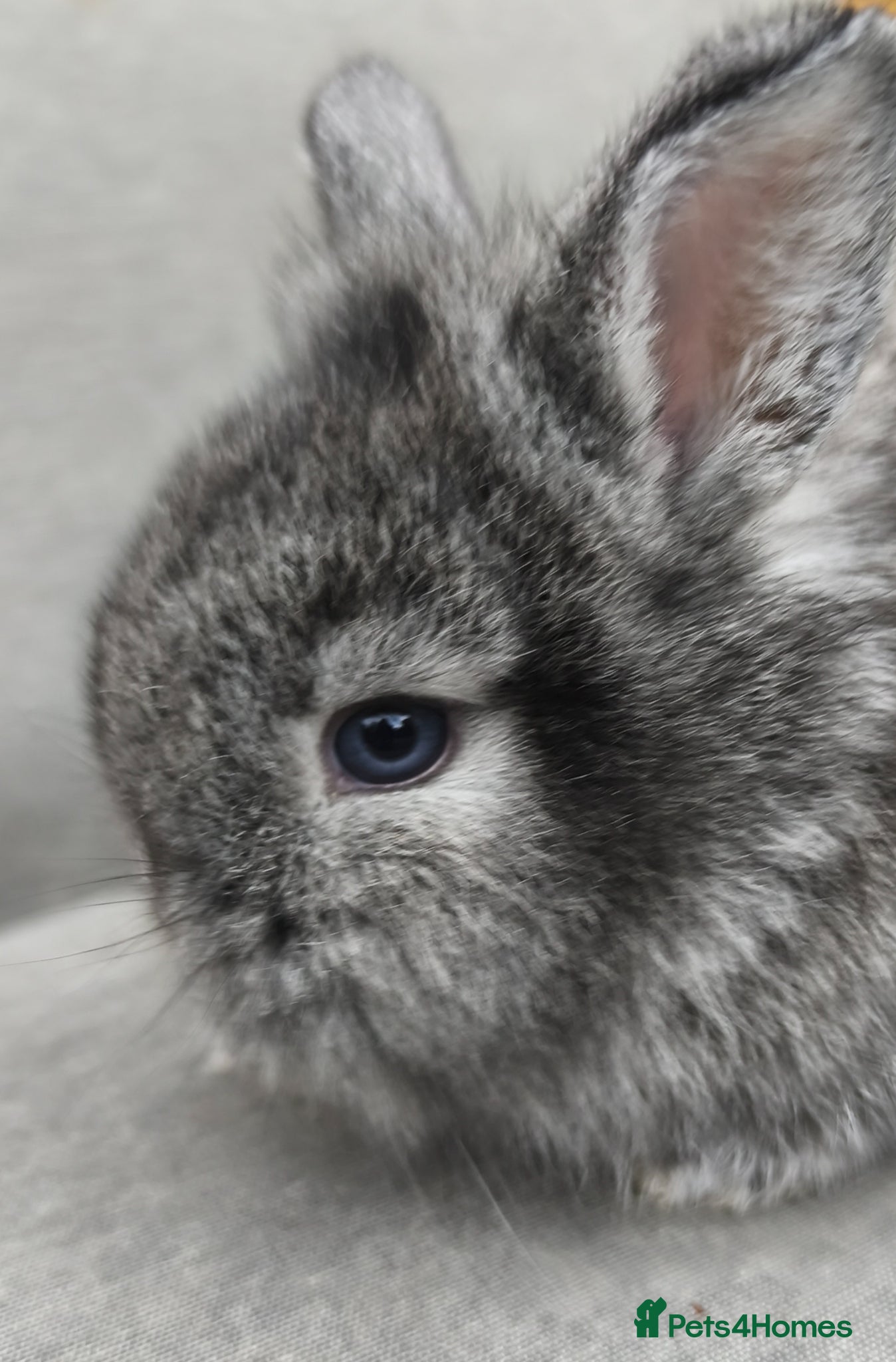 Mini Lop rabbits for sale: Rare Mini Lion Lop Babies for Sale  - Advert 12