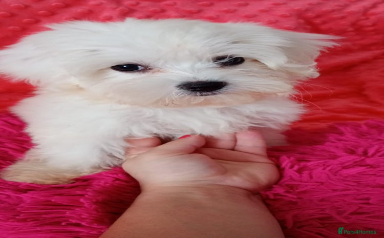 Maltese dogs in Crewe - Advert 1