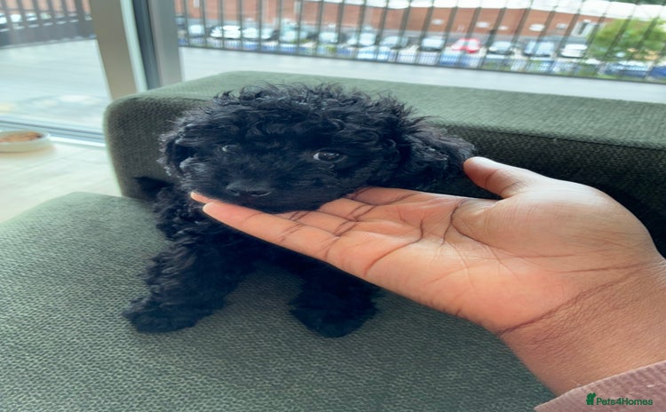 Toy Poodle dogs - Advert 16