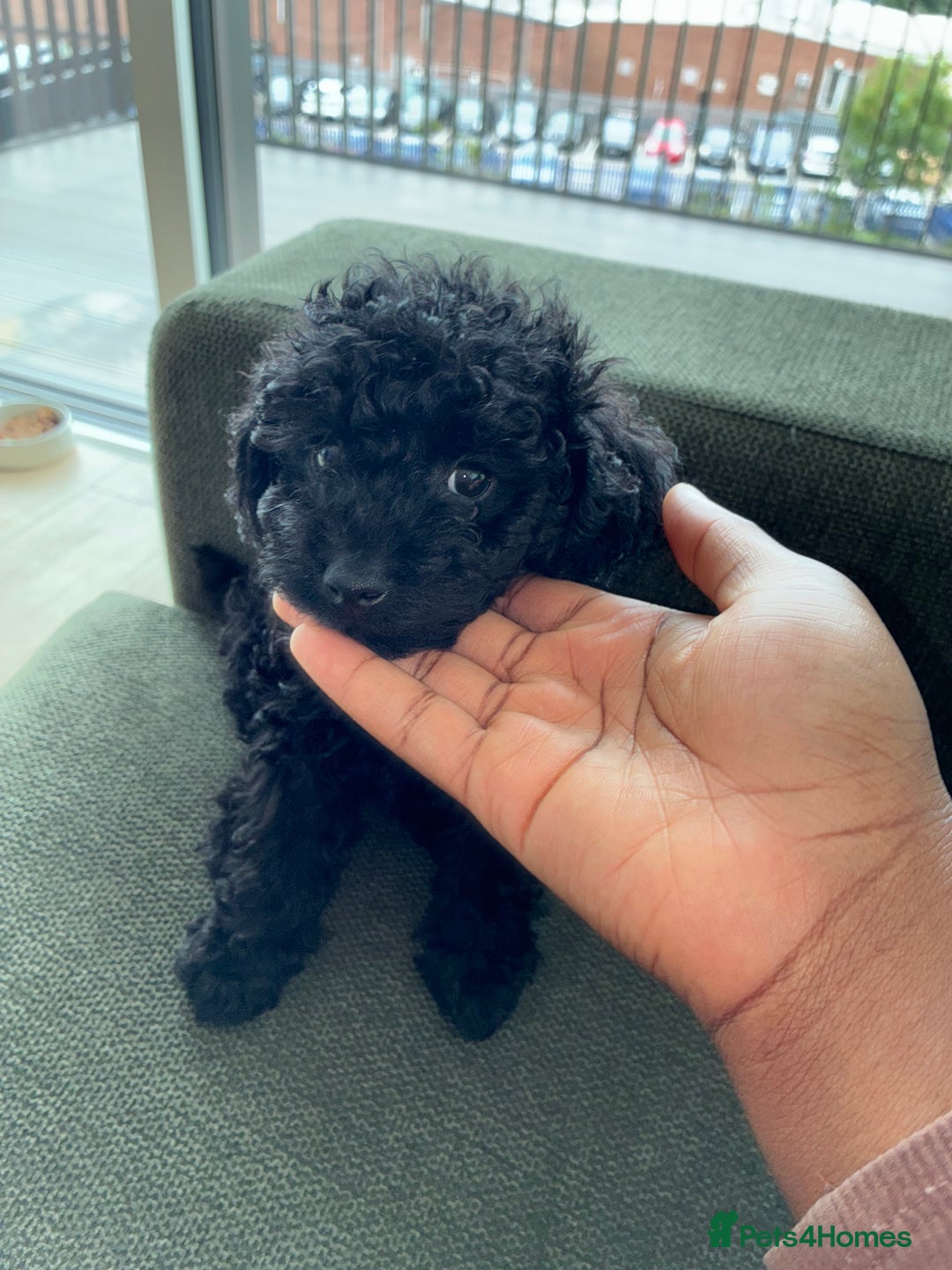 Toy Poodle dogs for sale: Sweet toy poodle boy - Image 1