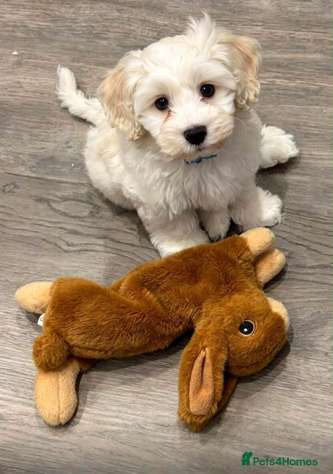 Maltipoo dogs  💙Adorable Maltipoo boy ready now 💙 - Advert 1