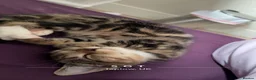 Domestic Shorthair cats for sale: Cat ready to be re-homed - Advert 2
