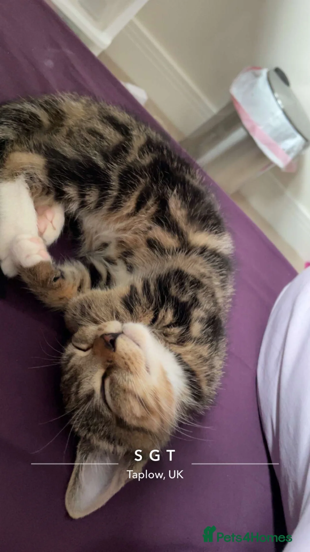 Domestic Shorthair cats for sale: Cat ready to be re-homed - Advert 2