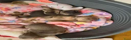 French Bulldog dogs for sale: Beautiful KC Frenchie Puppies  - Advert 1