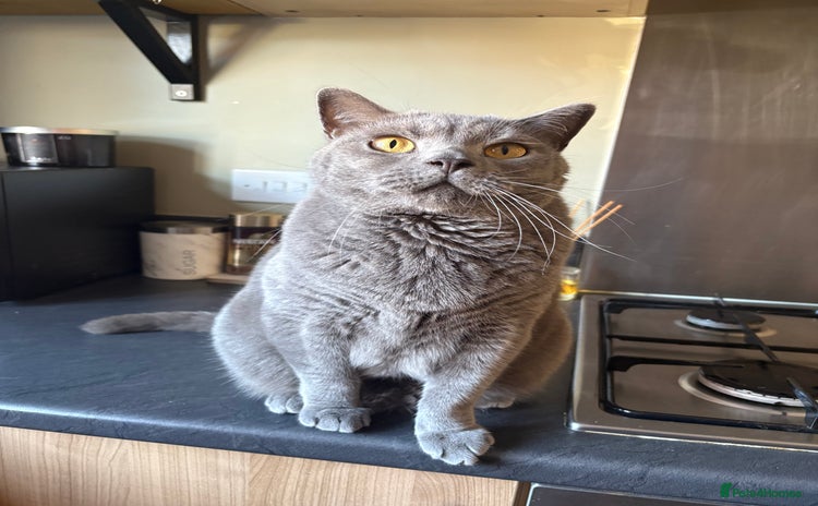 British Shorthair cats - Advert 2