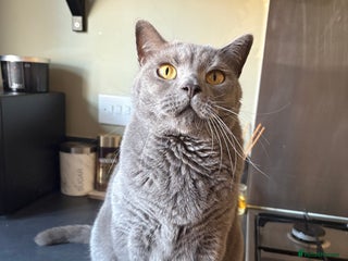 British Shorthair cats - Advert 36