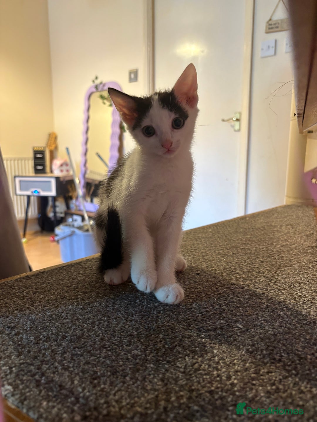 Mixed Breed cats for sale: 2 black and white kittens- READY TO GO! in Swindon - Image 6