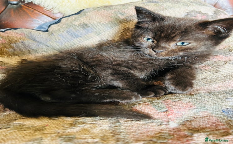 Ragdoll cats - Advert 1