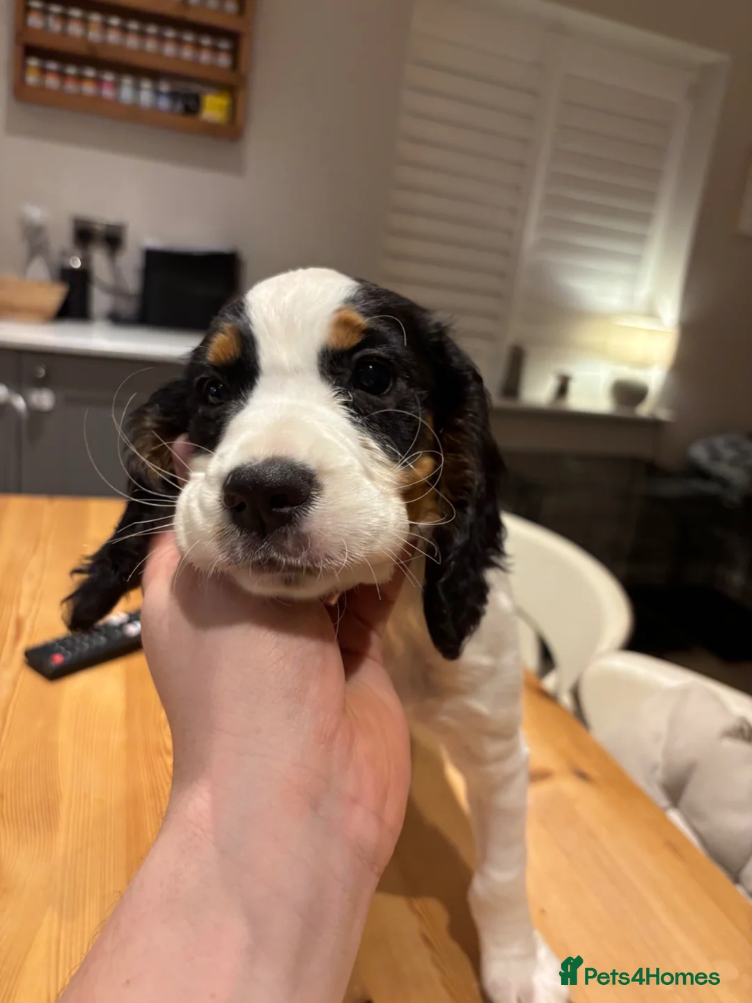 Cocker Spaniel dogs for sale: Tri Colour working cocker bitch pup in Selby - Advert 1
