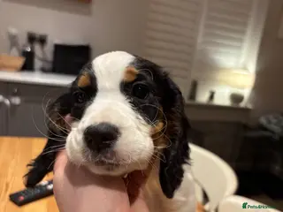 Cocker Spaniel dogs Tri Colour working cocker bitch pup - Advert 2