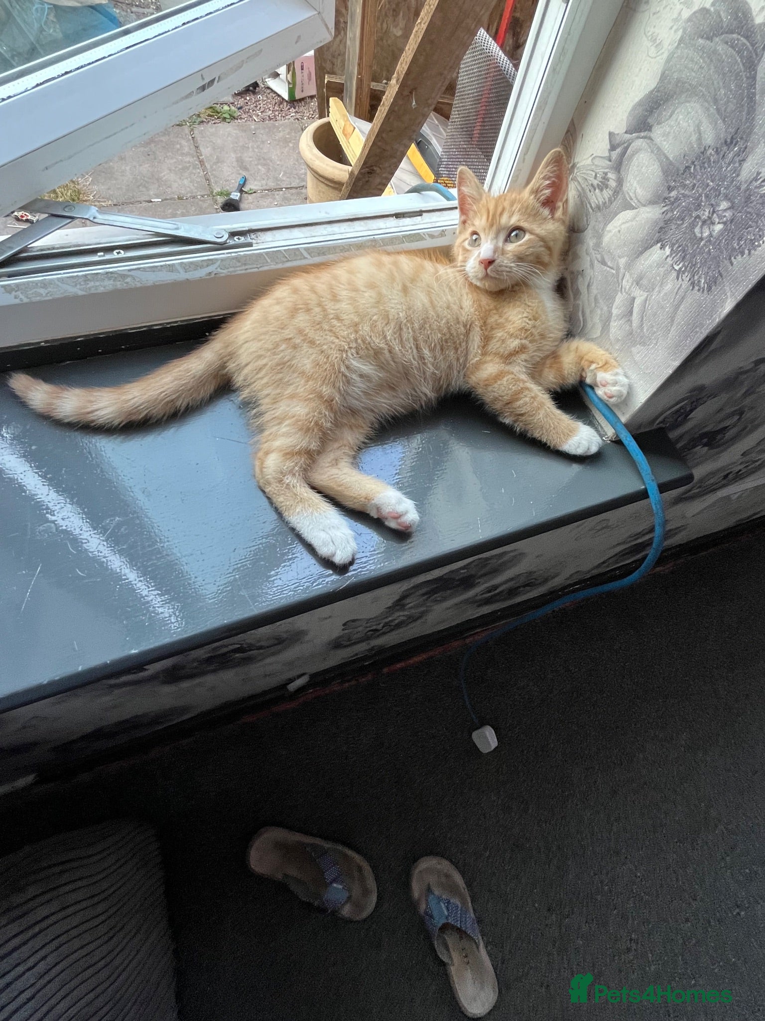 British Shorthair cats Ginger short haired kitten - Advert 1