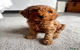 Cockapoo dogs for sale: Beautiful Cockapoo F2 puppies  - Image 5