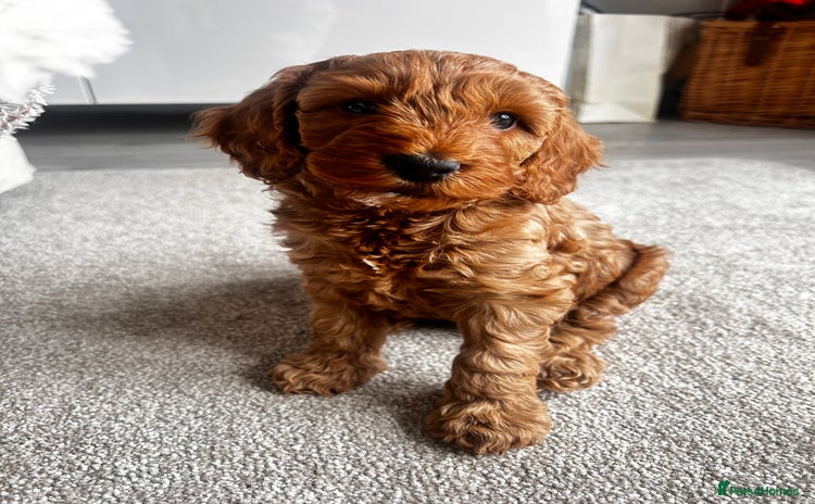 Cockapoo dogs - Advert 13