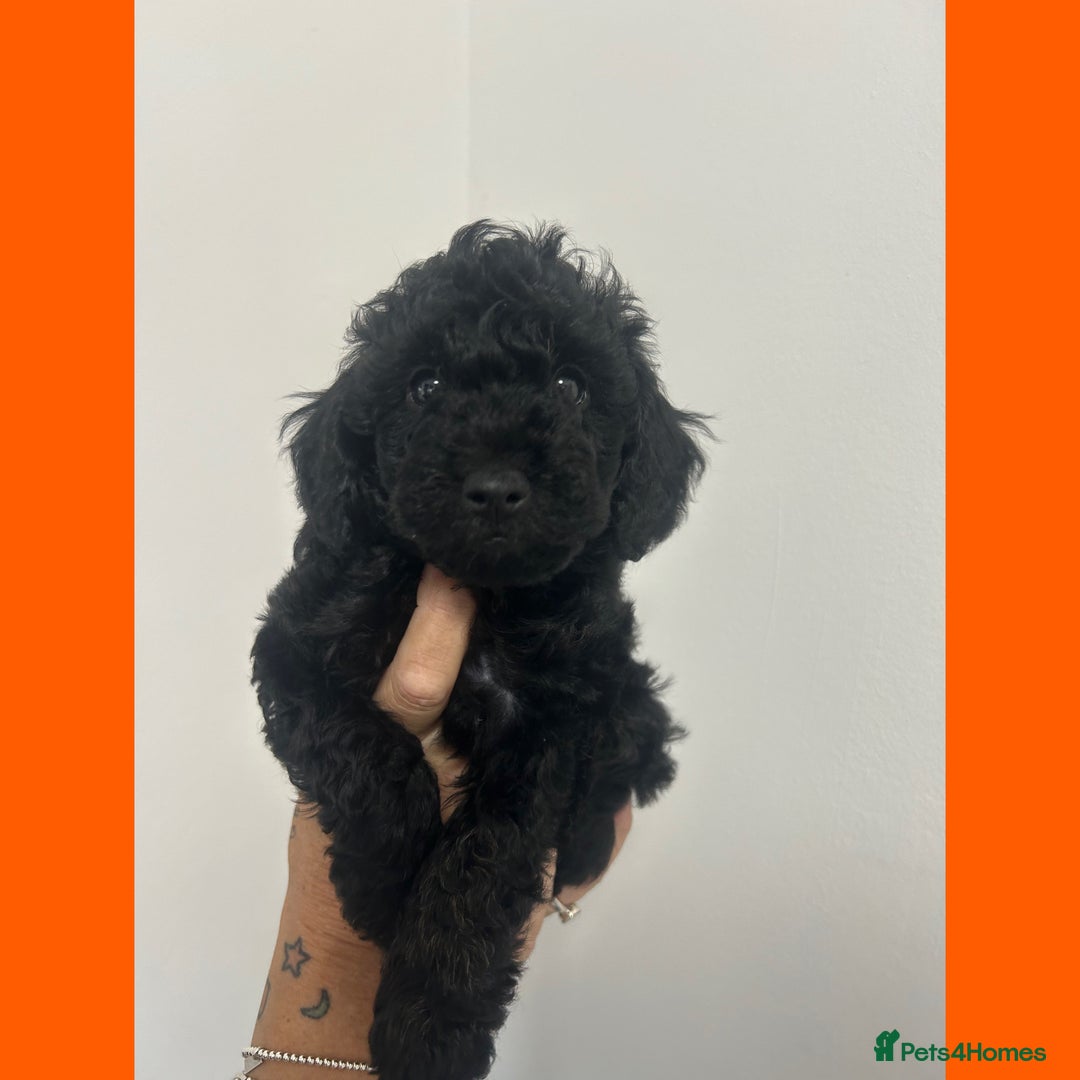 Cockapoo dogs for sale: 🐶ADORABLE F1B COCKAPOOS🐶  - Image 4