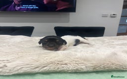 Dachshund dogs for sale: Tiny long haired piebald dachshunds for sale ! - Image 19