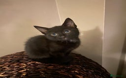 Mixed Breed cats for sale: Black/Black&White Kittens For Sale - Image 2
