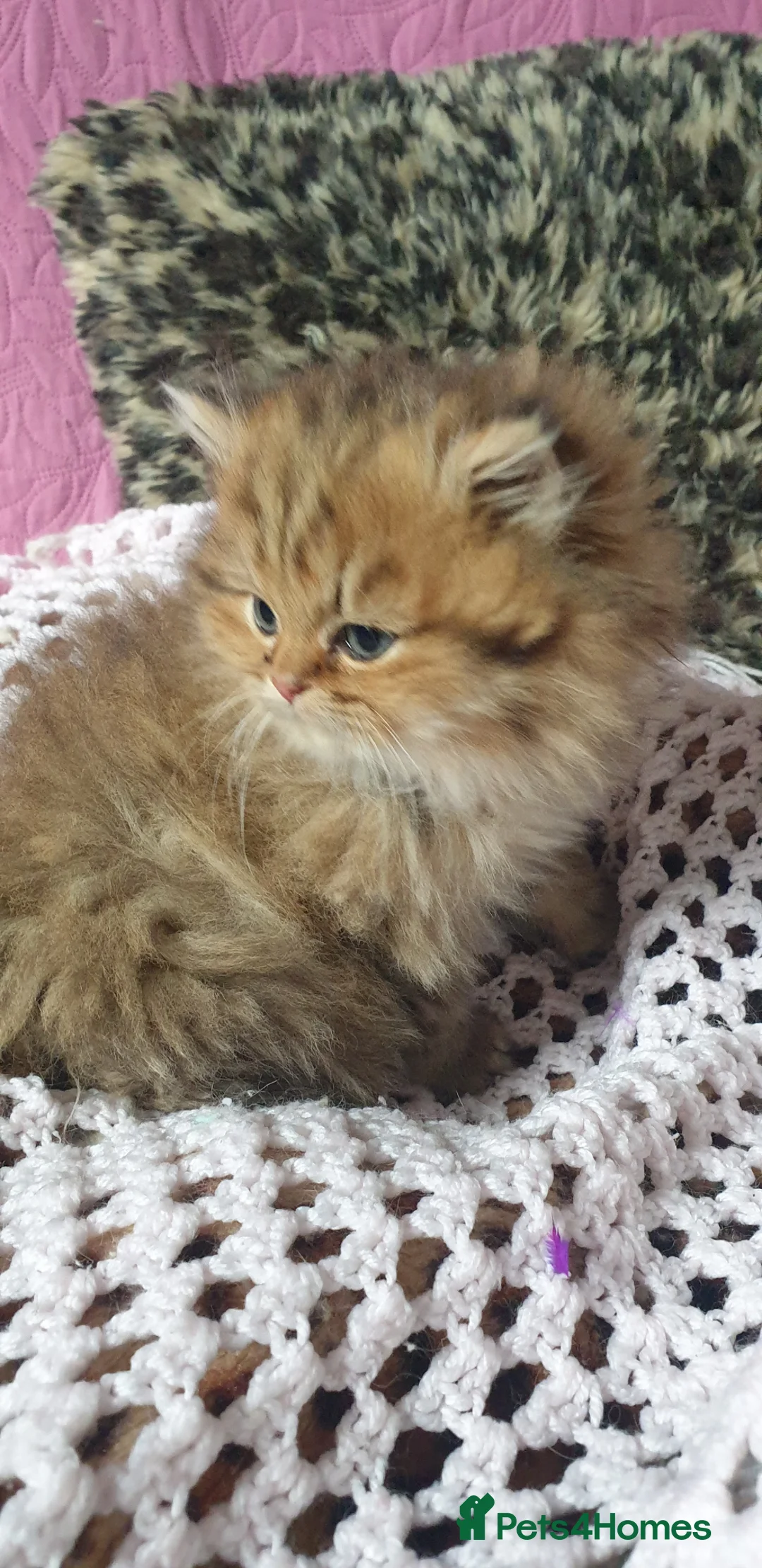 Ragdoll cats for sale: 💖Beautiful Pedigree Chinchilla Persian Kitten. - Advert 10