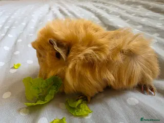 Guinea Pig rodents Girls - Advert 1