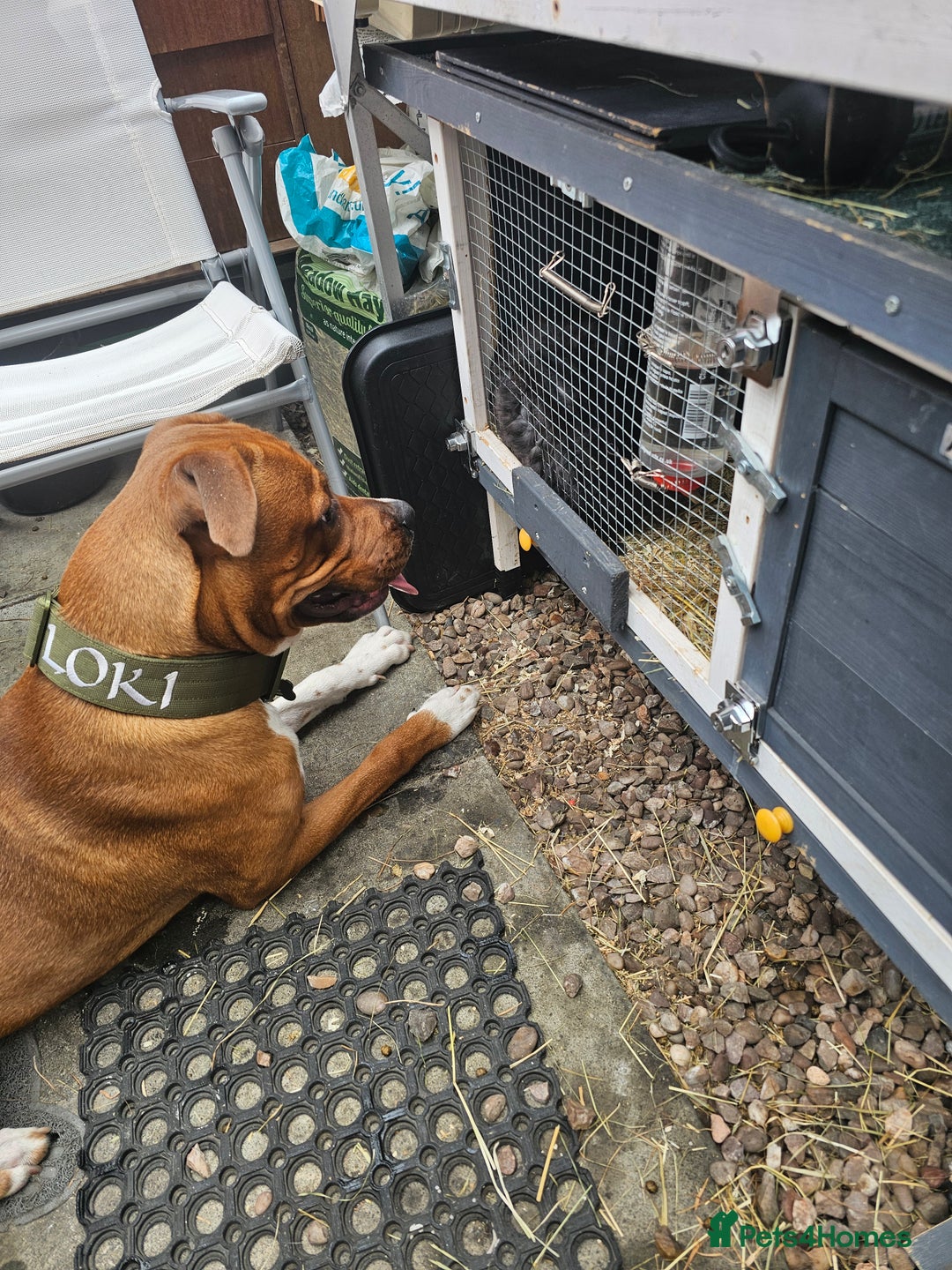 Mixed Breed dogs for sale: Male Staffy  ** tiff x Ridgeback 1 year old - Advert 15