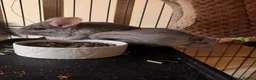 Chinchilla rodents for sale: Female beige baby chinchilla for sales in Potters Bar - Advert 3