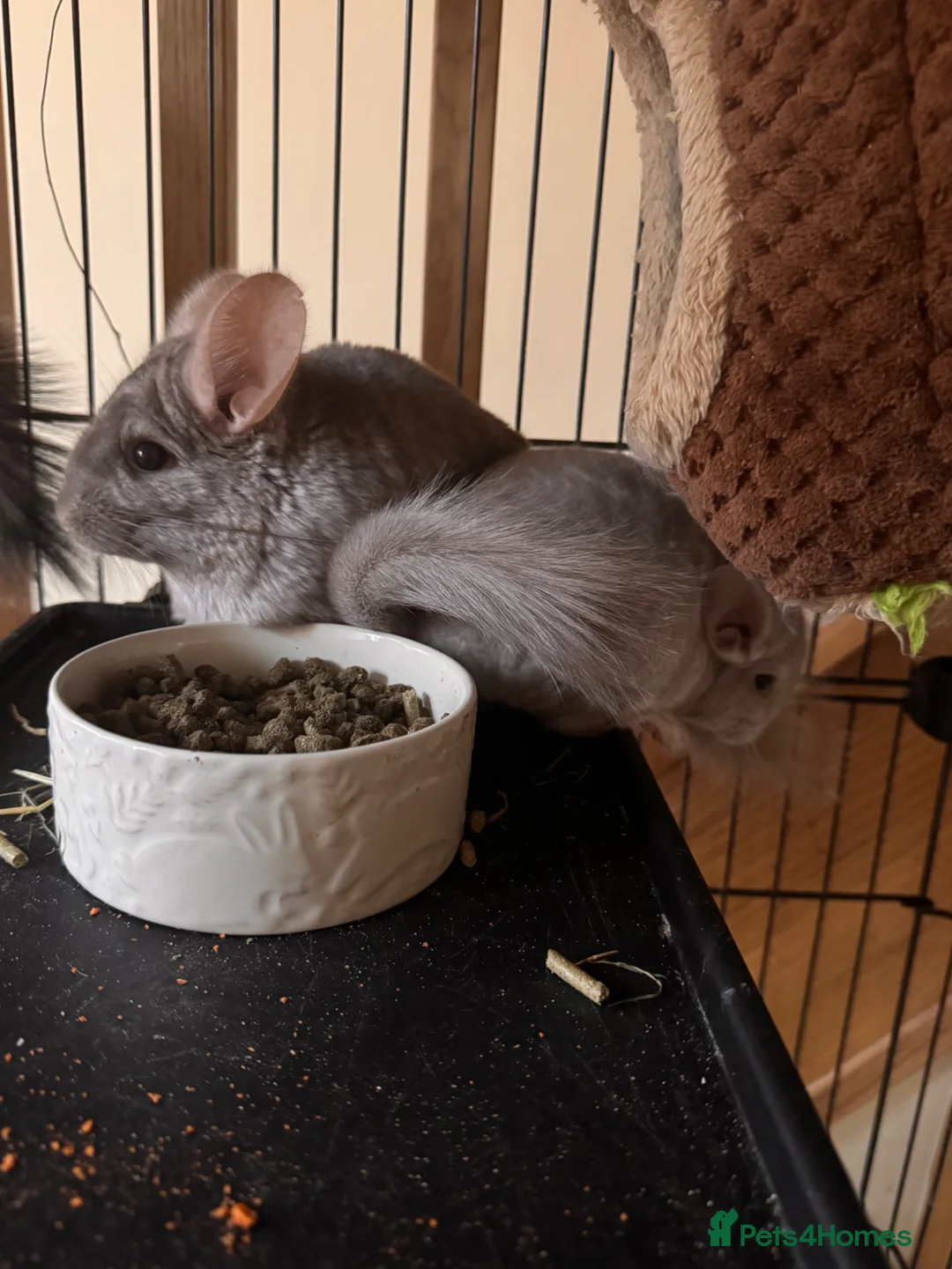 Chinchilla rodents for sale: Female beige baby chinchilla for sales in Potters Bar - Advert 3