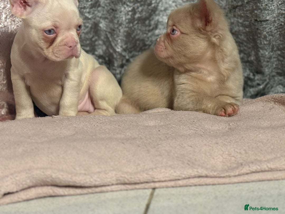 French Bulldog dogs for sale: REDUCED mixed pink and caramel French bulldogs - Advert 5