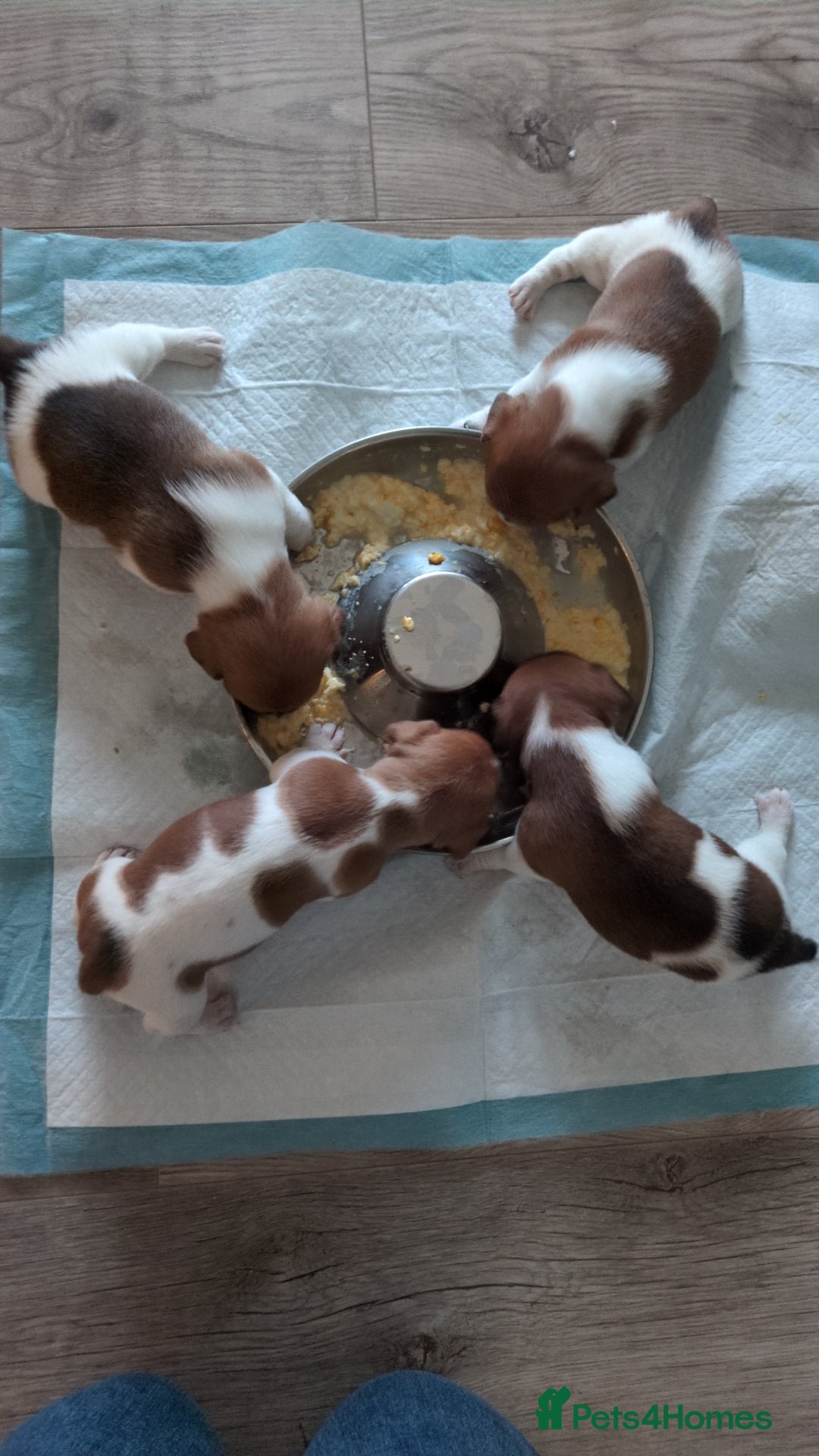 Jack Russell dogs for sale: Jack Russell puppies - Advert 5
