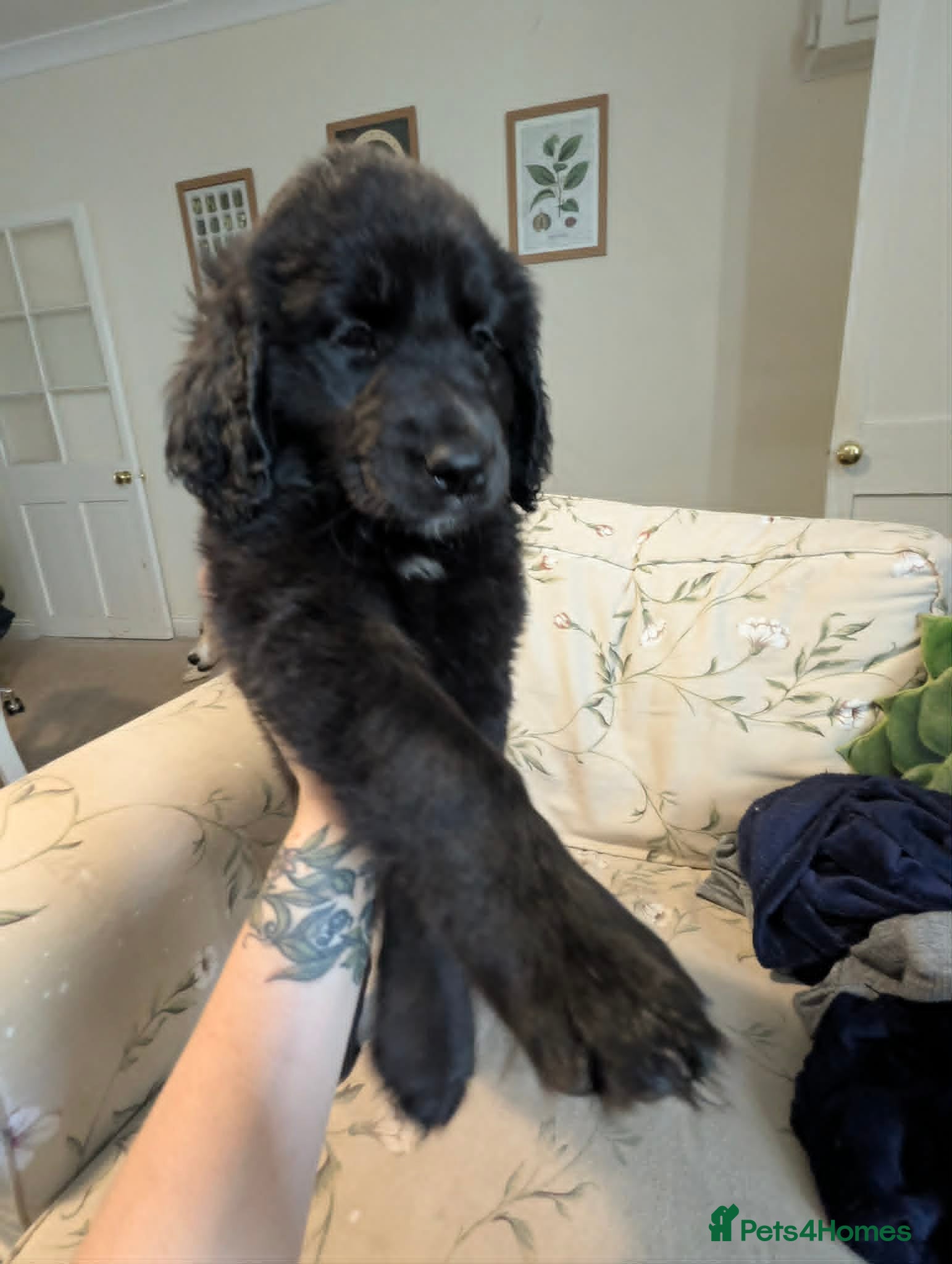 Mixed Breed dogs 🌼 SWEET BUTTERCUP - LAST GIRL FROM THIS LITTER 🌼 - Advert 1