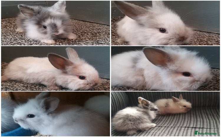 Mixed Breed rabbits in Sheffield - Advert 1