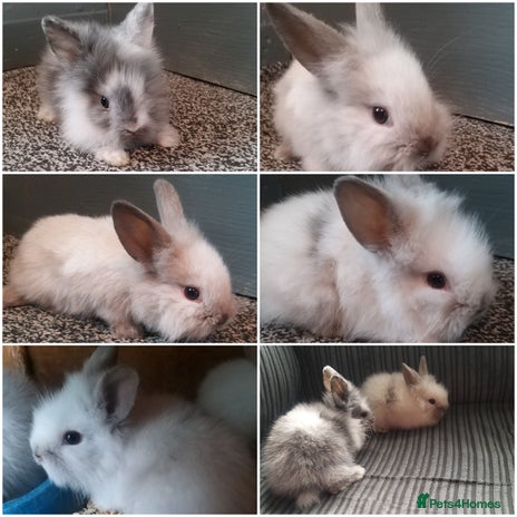 Mixed Breed rabbits in Sheffield - Advert 1