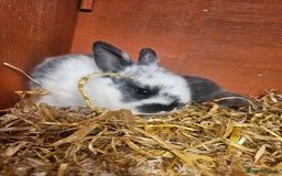 Mini Lop rabbits for sale: Mini lop bunnies. - Image 4
