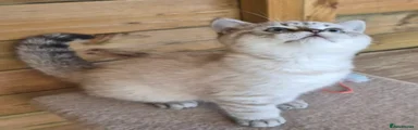 British Shorthair 2